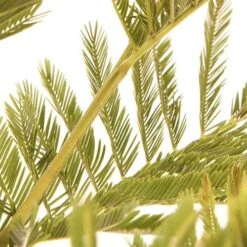 Flowering Mimosa Bush -Yougarden Shop 510634 3