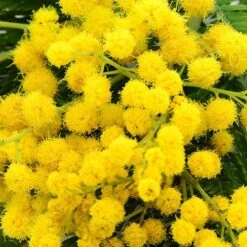 Flowering Mimosa Bush -Yougarden Shop 510634 4