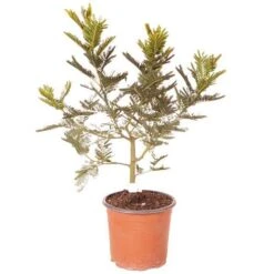 Flowering Mimosa Bush -Yougarden Shop 510634 5