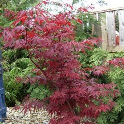 Acer Palmatum 'Atropurpureum' Japanese Maple -Yougarden Shop 510649 2