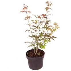 Acer Palmatum 'Atropurpureum' Japanese Maple -Yougarden Shop 510649 3