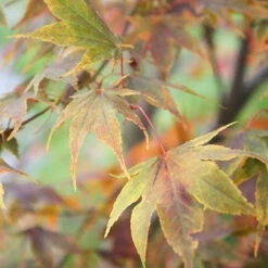 Acer Palmatum 'Katsura' -Yougarden Shop 510650 2