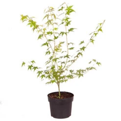 Acer Palmatum 'Katsura' -Yougarden Shop 510650 3