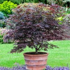 Acer Palmatum Japanese Maples Set Of 3 -Yougarden Shop 510652 2