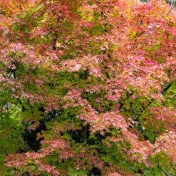 Acer Palmatum Japanese Maples Set Of 3 -Yougarden Shop 510652 5