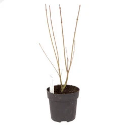 Acer Palmatum Japanese Maples Set Of 3 -Yougarden Shop 510652 7