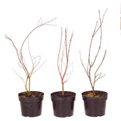 Acer Palmatum Japanese Maples Set Of 3 -Yougarden Shop 510652 8