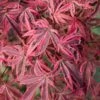 Acer Palmatum 'Shirazz' -Yougarden Shop 510686