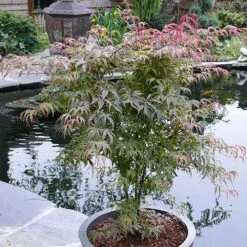 Acer Palmatum 'Shirazz' -Yougarden Shop 510686 1