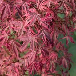 Acer Palmatum 'Shirazz' -Yougarden Shop 510686 2