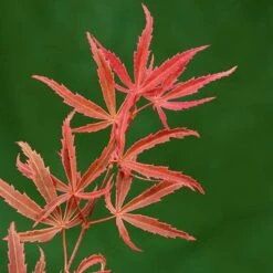 Acer Palmatum 'Shirazz' -Yougarden Shop 510686 3