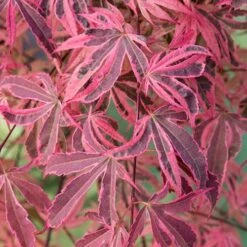 Acer Palmatum 'Shirazz' -Yougarden Shop 510686 4