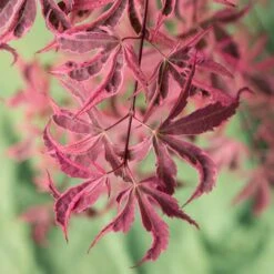 Acer Palmatum 'Shirazz' -Yougarden Shop 510686 5
