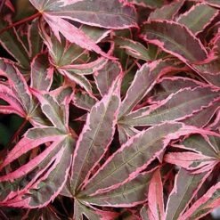 Acer Palmatum 'Shirazz' -Yougarden Shop 510686 6