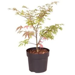 Acer Palmatum 'Shirazz' -Yougarden Shop 510686 7