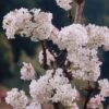 Viburnum Bodnantense 'Charles Lamont' 1 Viburnum Bodnantense 'Charles Lamont' -Yougarden Shop 510709