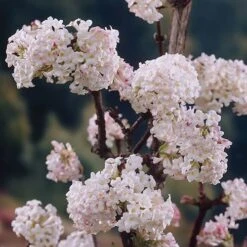 Viburnum Bodnantense 'Charles Lamont'