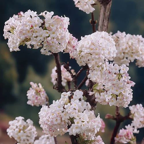 Viburnum Bodnantense 'Charles Lamont' 3 Viburnum Bodnantense 'Charles Lamont'