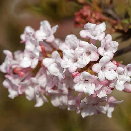 Viburnum Bodnantense 'Charles Lamont' 4 Viburnum Bodnantense 'Charles Lamont' - Image 2