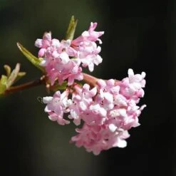 Viburnum Bodnantense 'Charles Lamont' 8 Viburnum Bodnantense 'Charles Lamont' -Yougarden Shop 510709 2