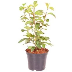 Viburnum Bodnantense 'Charles Lamont' 9 Viburnum Bodnantense 'Charles Lamont' -Yougarden Shop 510709 3