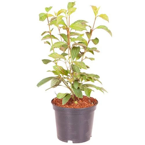 Viburnum Bodnantense 'Charles Lamont' 6 Viburnum Bodnantense 'Charles Lamont' - Image 4