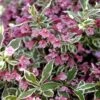Weigela Florida 'Monet' 2 Weigela Florida 'Monet' -Yougarden Shop 510710