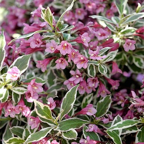 Weigela Florida 'Monet' 3 Weigela Florida 'Monet'