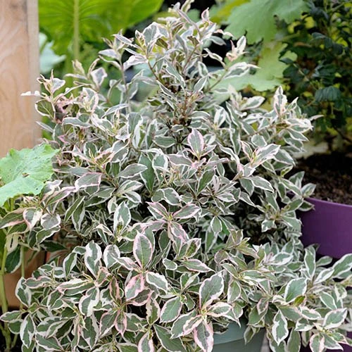 Weigela Florida 'Monet' 4 Weigela Florida 'Monet' - Image 2