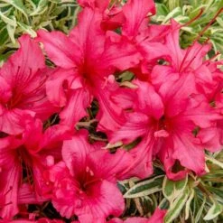 Rhododendron 'Bollywood' 17 Rhododendron 'Bollywood' -Yougarden Shop 510717 6