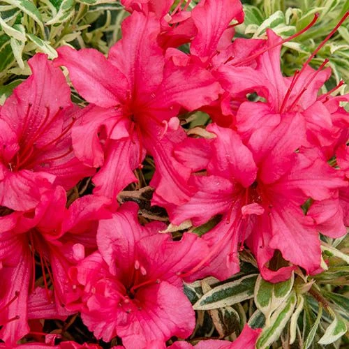 Rhododendron 'Bollywood' 9 Rhododendron 'Bollywood' - Image 7