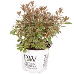 Rhododendron 'Bollywood' 19 Rhododendron 'Bollywood' -Yougarden Shop 510717 8