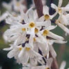 White Forsythia Abeliophyllum Distichum 1 White Forsythia Abeliophyllum Distichum -Yougarden Shop 510720