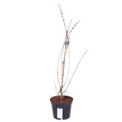 White Forsythia Abeliophyllum Distichum -Yougarden Shop 510720 3