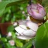 Magnolia 'Fairy Blush' 1 Magnolia 'Fairy Blush' -Yougarden Shop 510733