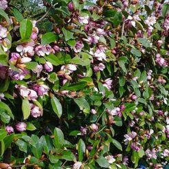 Magnolia 'Fairy Blush' -Yougarden Shop 510733 2