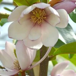 Magnolia 'Fairy Blush' -Yougarden Shop 510733 3