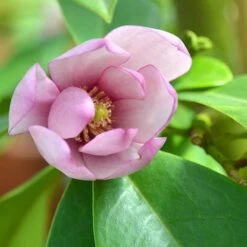 Magnolia 'Fairy Blush' -Yougarden Shop 510733 4