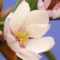 Magnolia 'Fairy Blush' -Yougarden Shop 510733 5