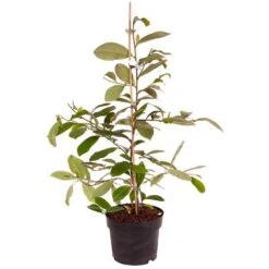 Magnolia 'Fairy Blush' -Yougarden Shop 510733 6