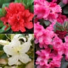 Rhododendrons (Japanese Azalea) Collection