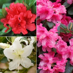 Rhododendrons (Japanese Azalea) Collection