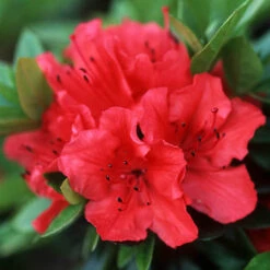 Rhododendrons (Japanese Azalea) Collection -Yougarden Shop 510804 2