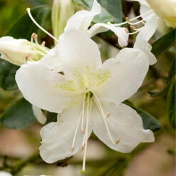 Rhododendrons (Japanese Azalea) Collection -Yougarden Shop 510804 3