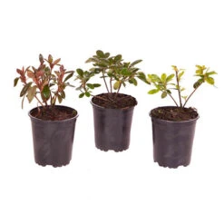 Rhododendrons (Japanese Azalea) Collection -Yougarden Shop 510804 4