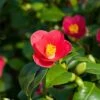 Camellia Vernalis 'Yuletide' -Yougarden Shop 510818