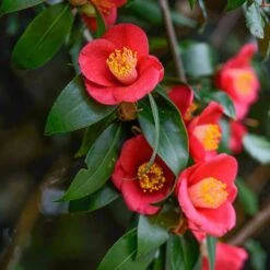 Camellia Vernalis 'Yuletide' -Yougarden Shop 510818 2