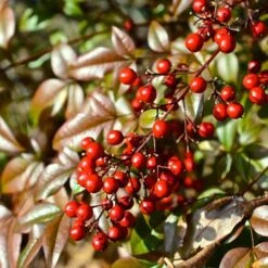 Nandina 'Fire Power' -Yougarden Shop 510823 2