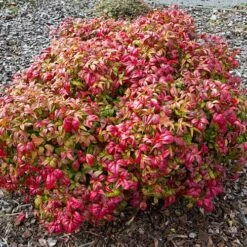 Nandina 'Fire Power' -Yougarden Shop 510823 3