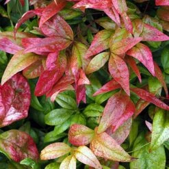 Nandina 'Fire Power' -Yougarden Shop 510823 4